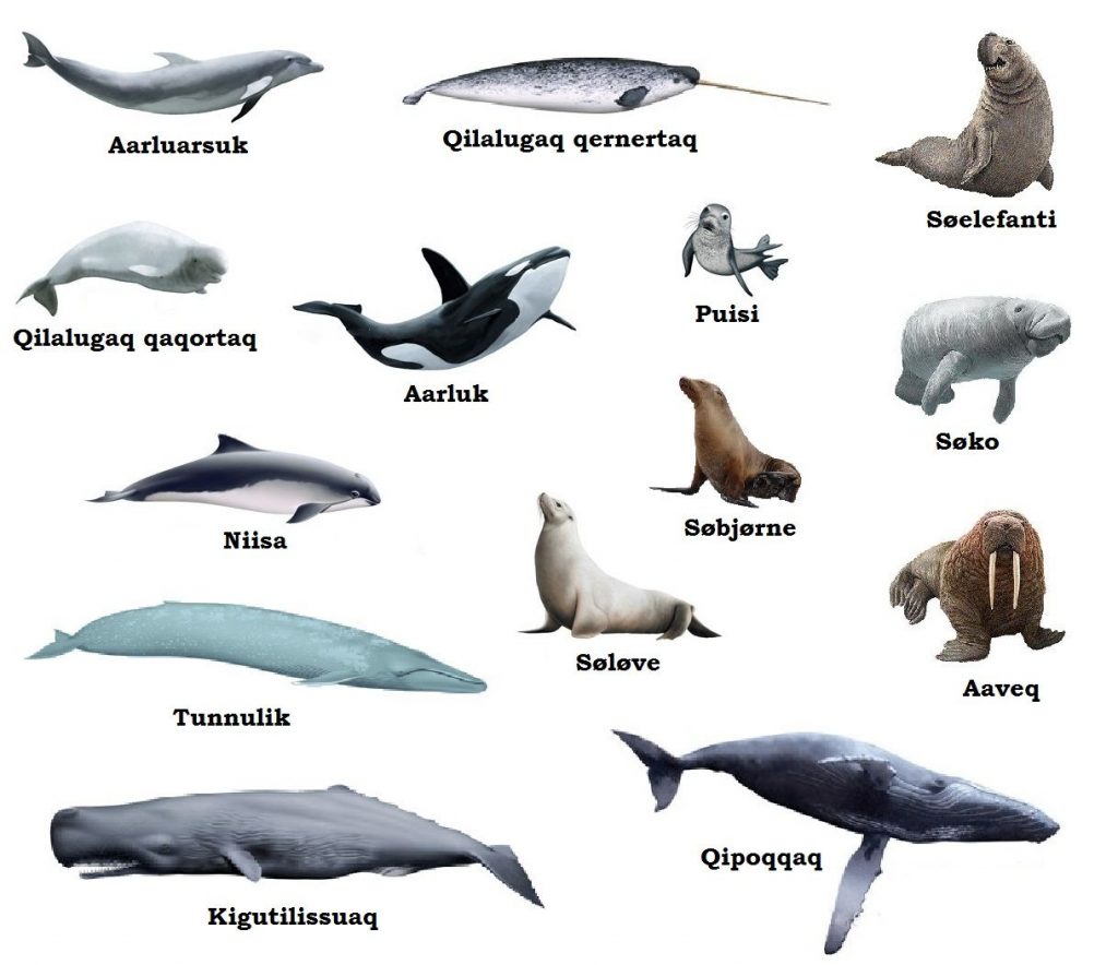 Marine Mammals – Food for World